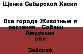 Щенки Сибирской Хаски - Все города Животные и растения » Собаки   . Амурская обл.,Зейский р-н